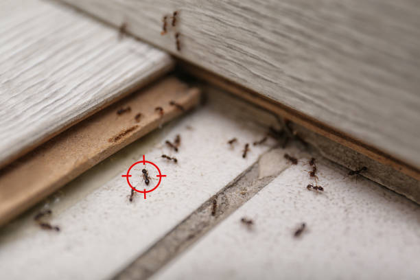 Best Affordable Pest Control Services  in Glenpool, OK